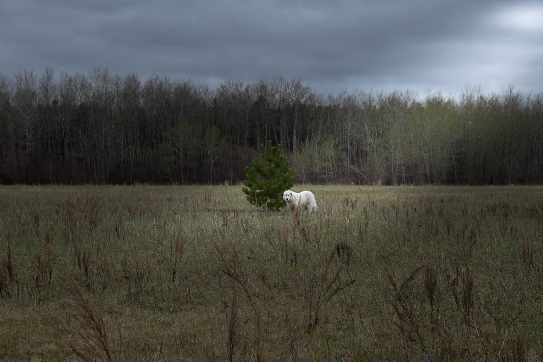 mysterious white figures in field